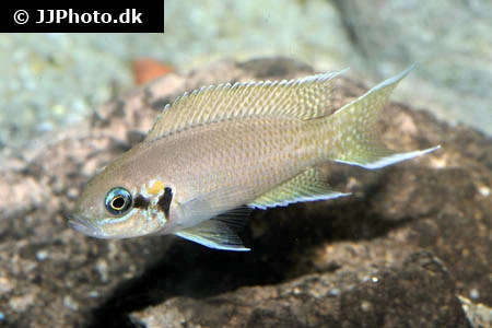 Prinsessen af Burundi (Neolamprologus pulcher)